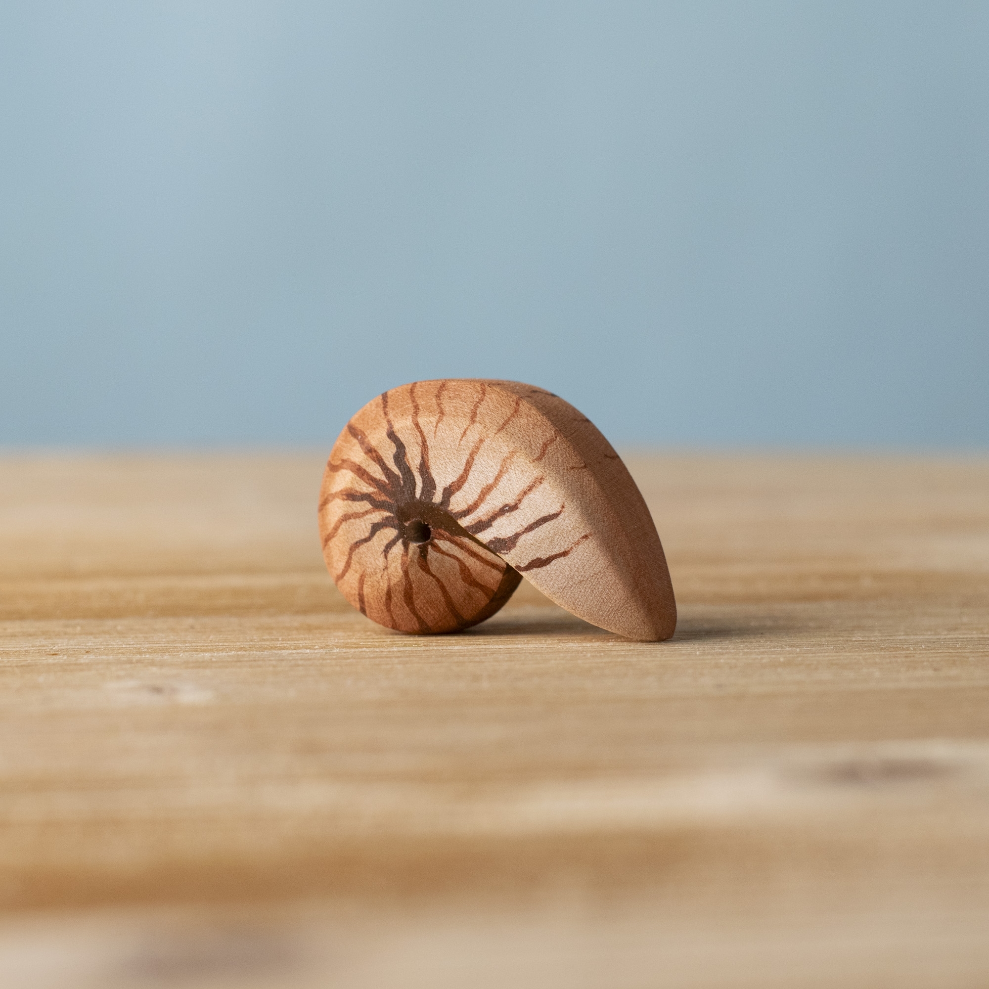 Spiral Shell