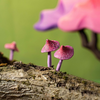Japanese Maple wooden figure with mushrooms