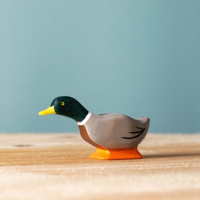 Mallard Duck Curious