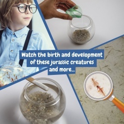 Jurassic Pets Kit I. Joc educațional pentru copii - Img 2