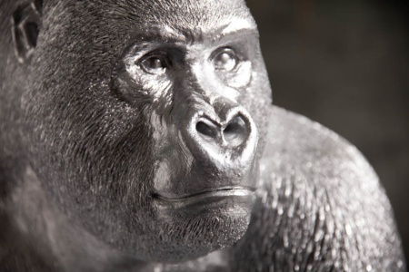 Deco Gedetailleerd Gorilla XL 75 cm zilveren aapbeeld gemaakt van kunststeen - Img 6