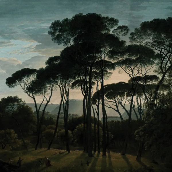 Обои Umbrella Pines Dawn - Img 2