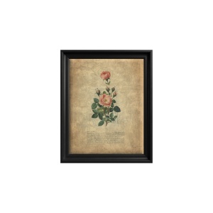Rose Chronicle Gemälde