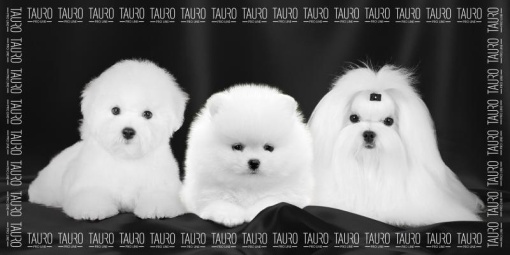 TPLRAN70317 Tauro Prosop Microfibre 80*160cm - Bichon frise