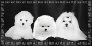 TPLRAN70317 Tauro Prosop Microfibre 80*160cm - Bichon frise - Img 1