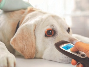 Termometru Vet Visiofocus Vet Non Contact cu Bluetooth - Img 2