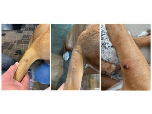 Kit de criochirurgie cryomega vet cu dubla livrare - Img 2