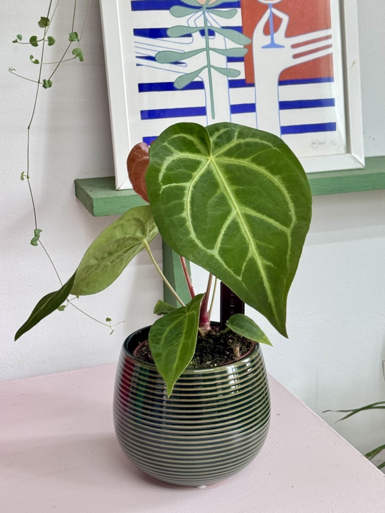 Plante Rare - Plantropic
