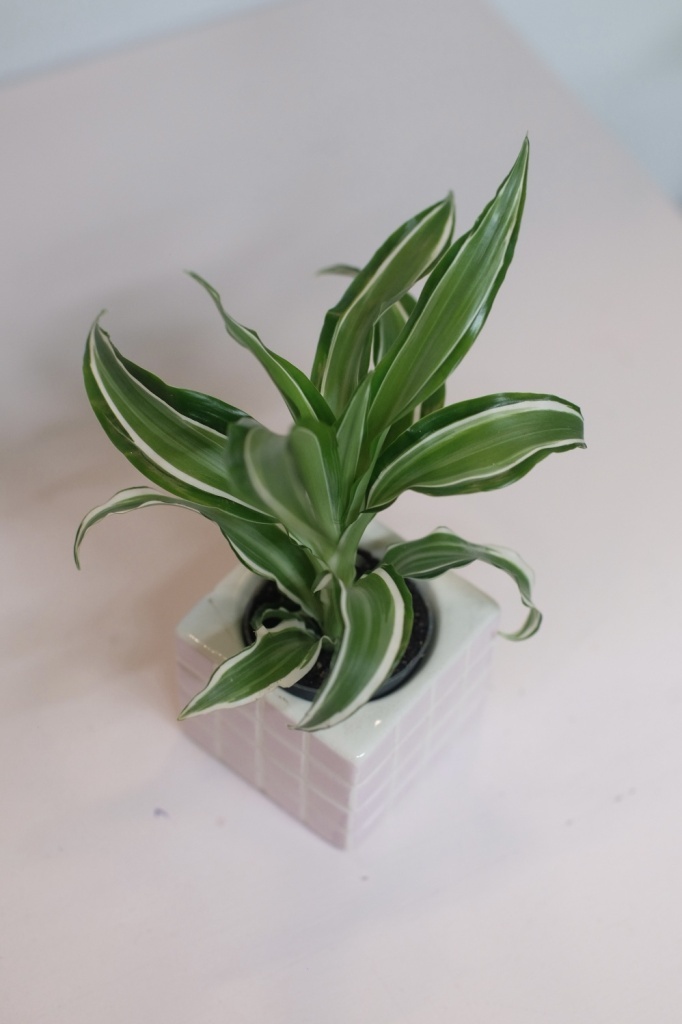 lucky bamboo vase Lucky Bamboo