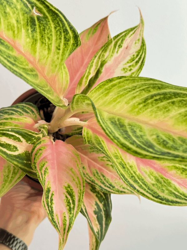 Aglaonema 'Eyecatcher'