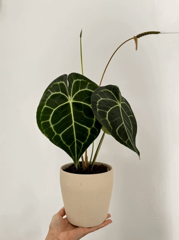 Anthurium Clarinervium