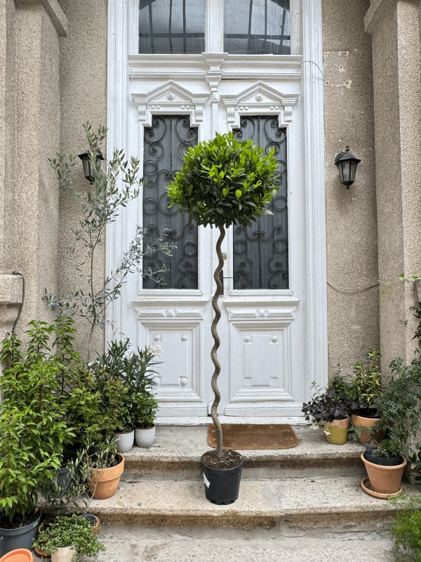 Laurus Nobilis
