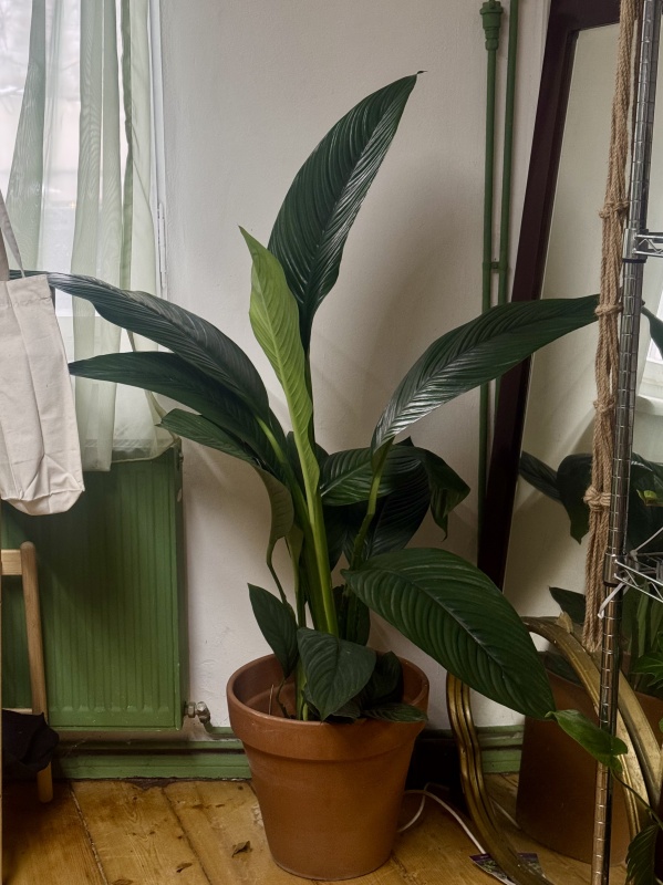 Spathiphyllum Sensation