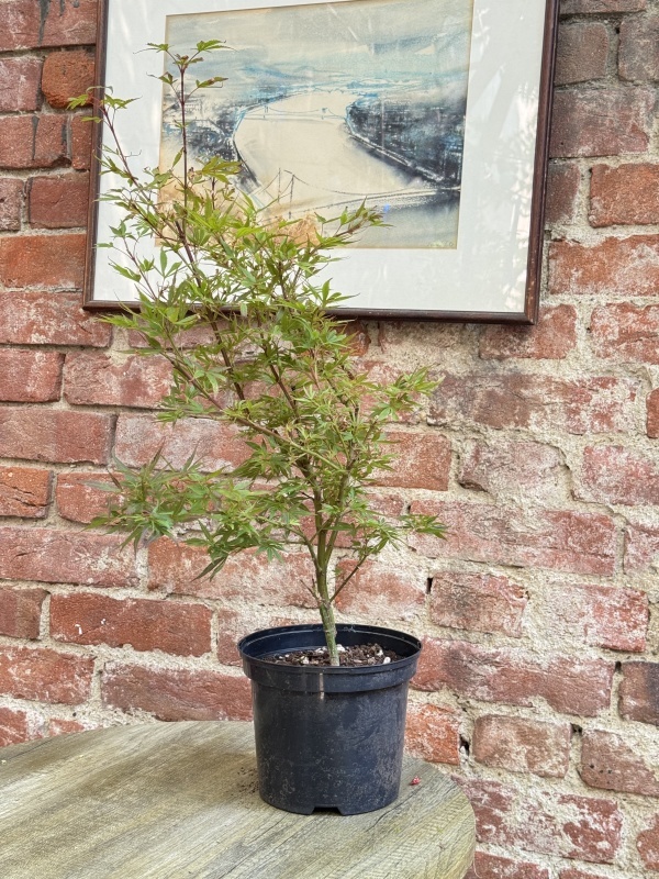 Acer palmatum (Arțar japonez)