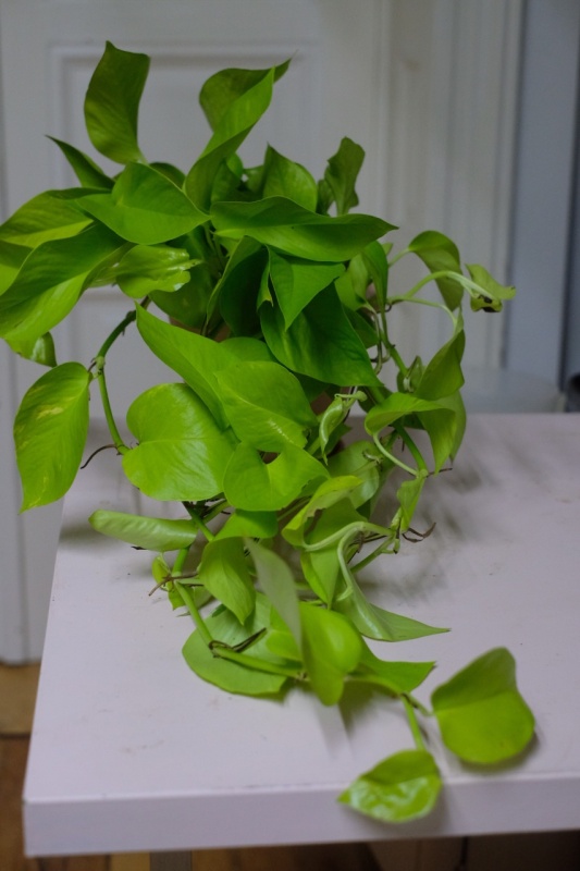 Epipremnum Neon (L)