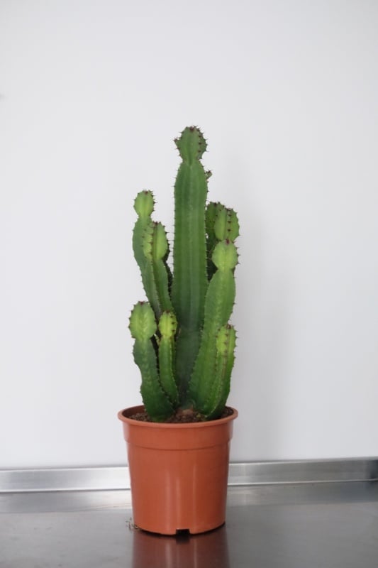 Euphorbia Sieboldiana Erytrea
