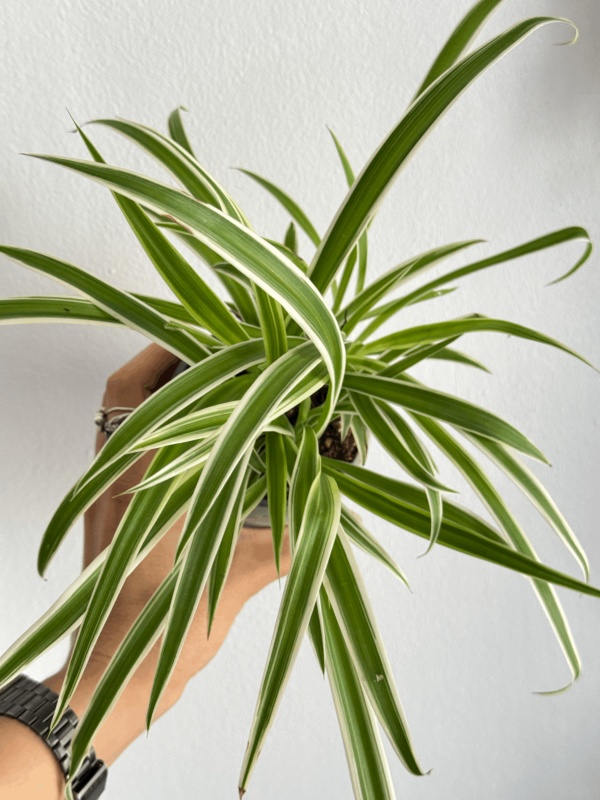Chlorophytum