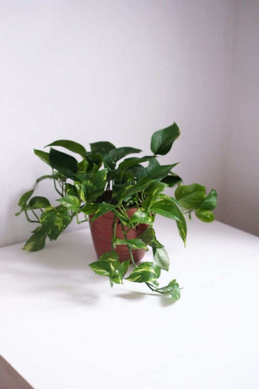 Devil's Ivy / Epipremnum Aureum