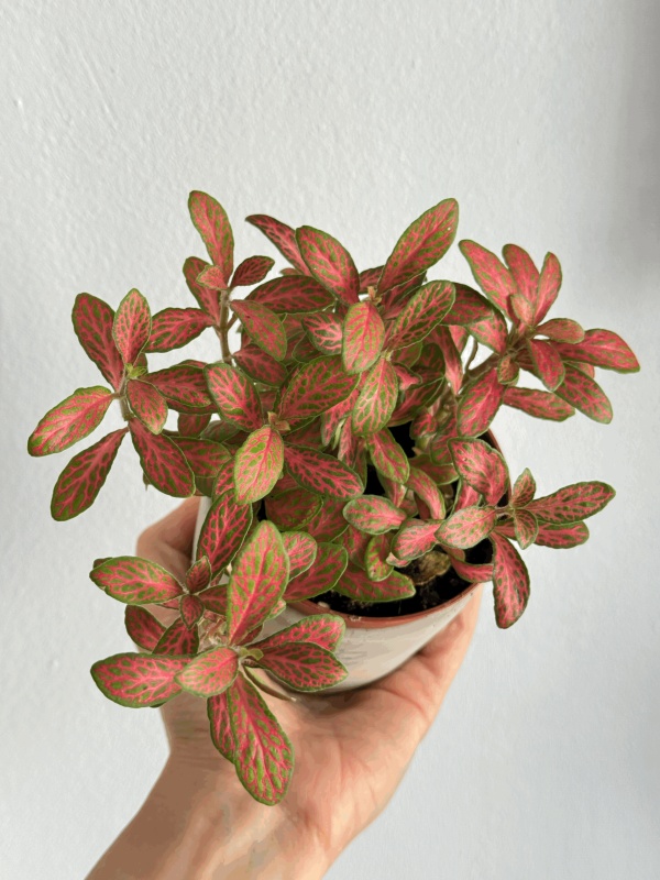 Fittonia Pink Ruby