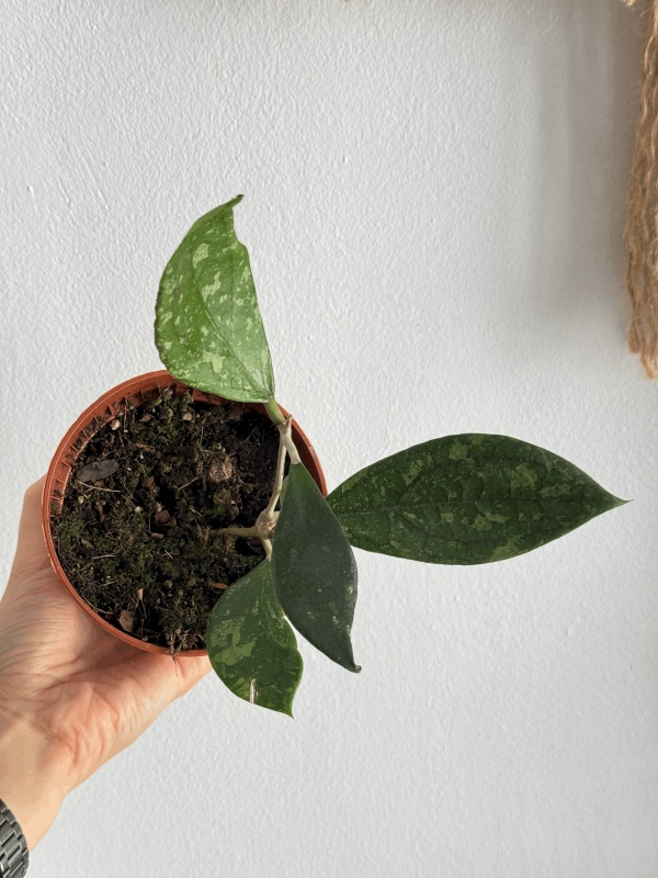 Hoya aff. vitellina