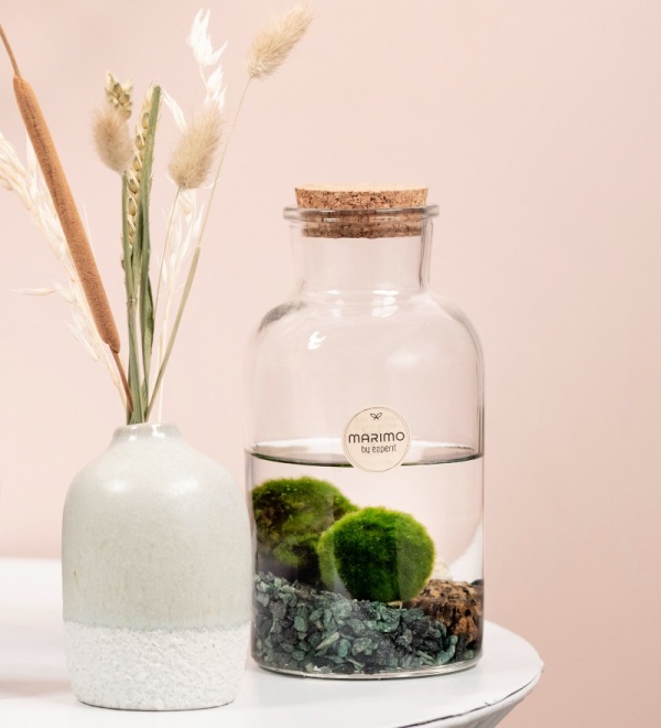 Marimo Moss Ball