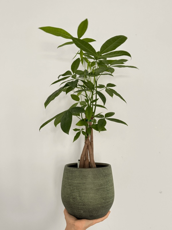Pachira Aquatica