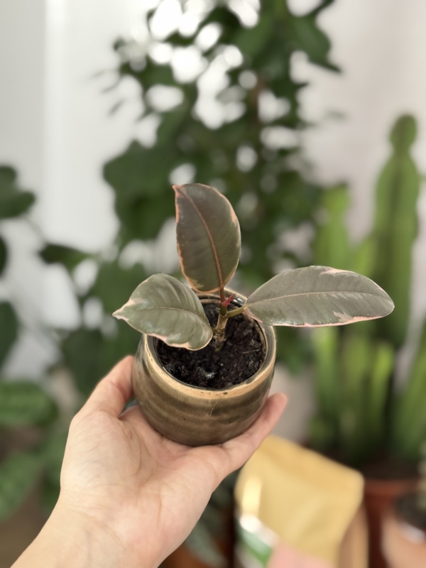 Ficus elastica Belize (baby)