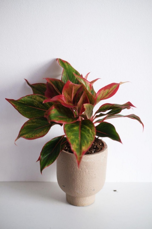 Aglaonema Crete