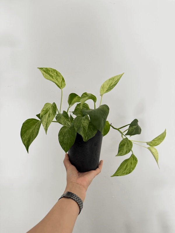 Epipremnum Marble Queen