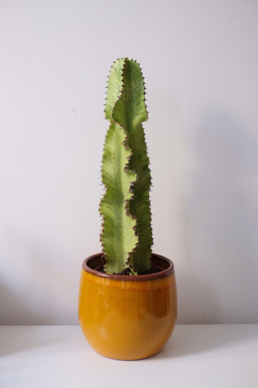 Euphorbia Ingens Marmorata