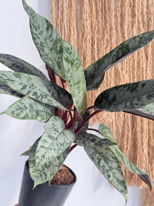 Apoballis acuminatissima