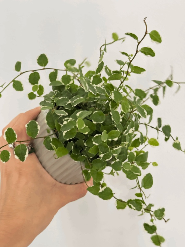 Ficus pumila