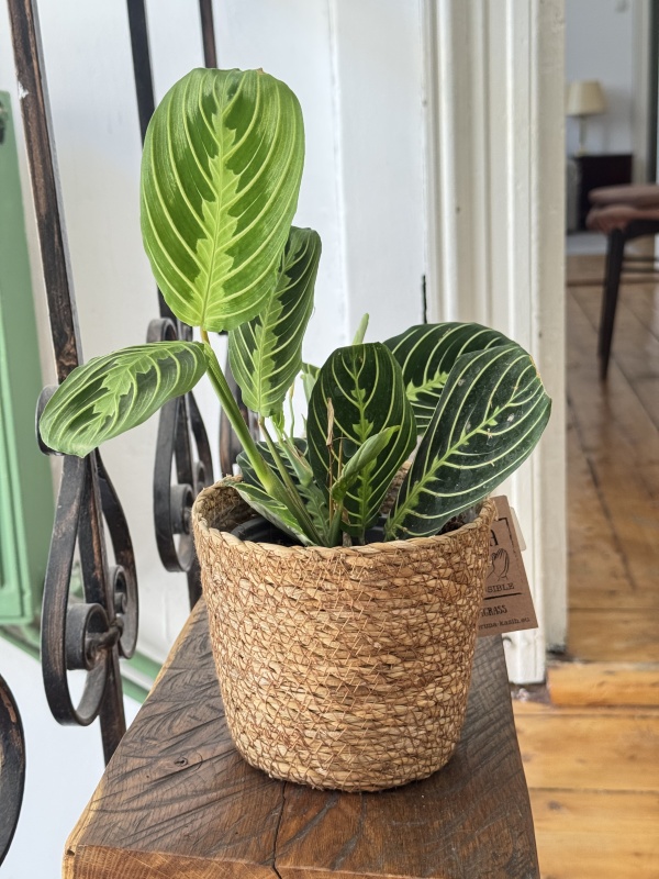 Maranta Lemon Lime