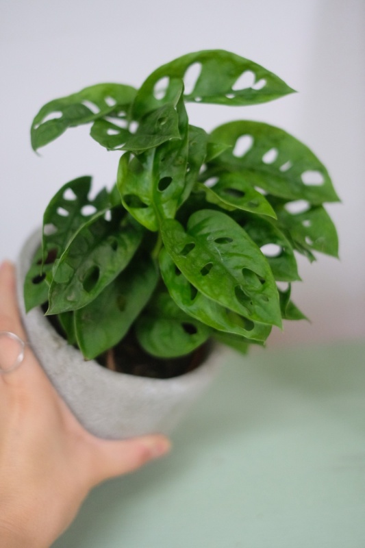 Monstera Adansonii