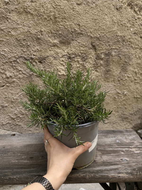 Rosmarinus officinalis