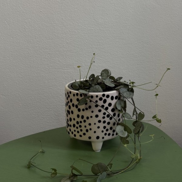 String of hearts (Ceropegia Woodii)