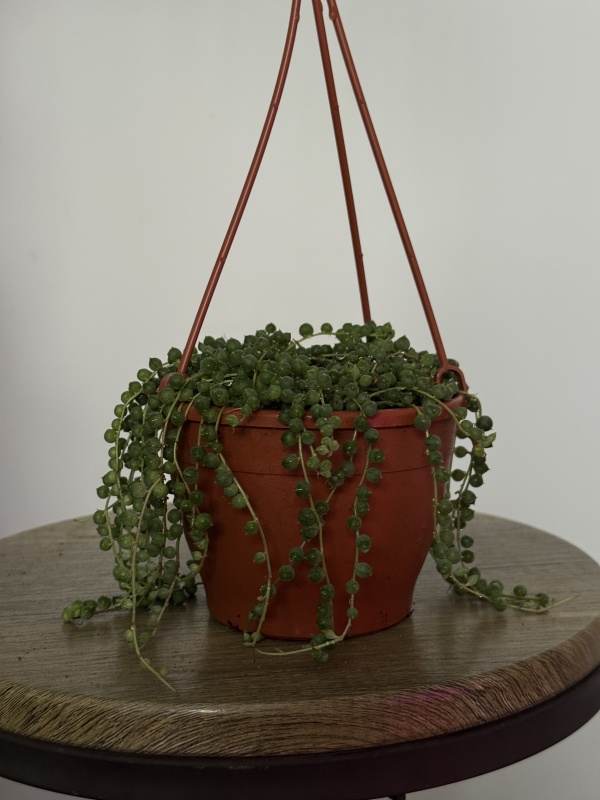 String of pearls (Senecio rowleyanus)