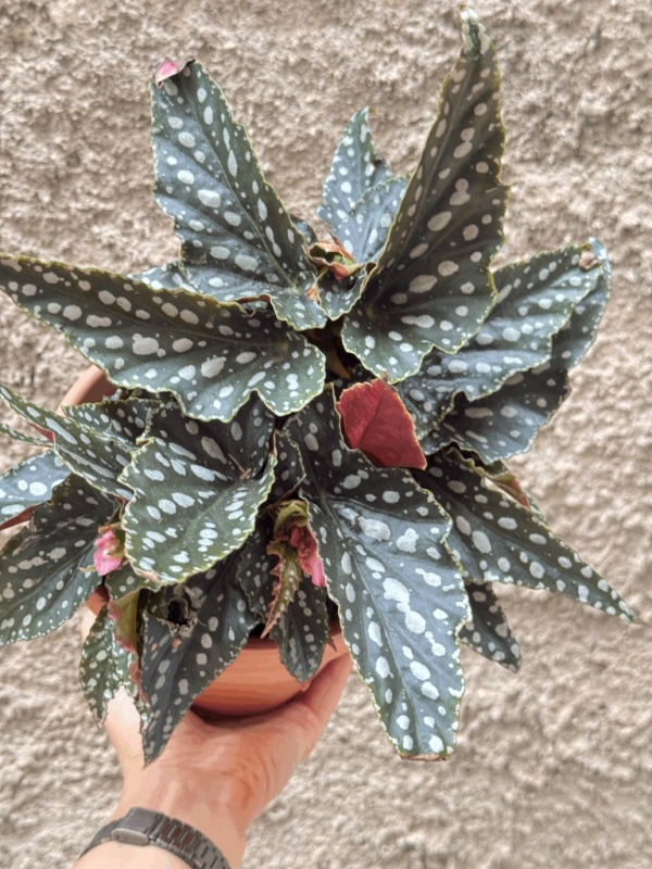 Begonia Maculata
