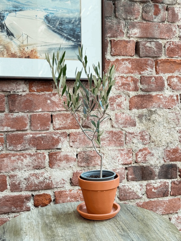 Olea Europaea (Măslin) (35 cm)