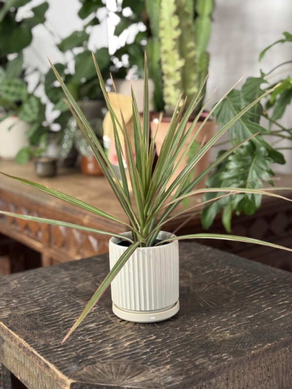 Dracaena Marginata Bicolor