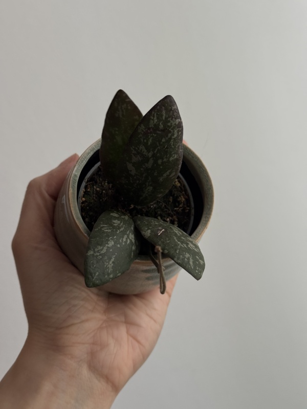 Hoya Sigillatis (round form mini)