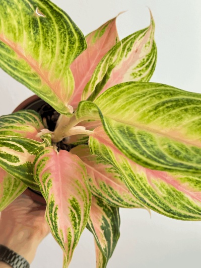 Aglaonema 'Eyecatcher' - Img 1