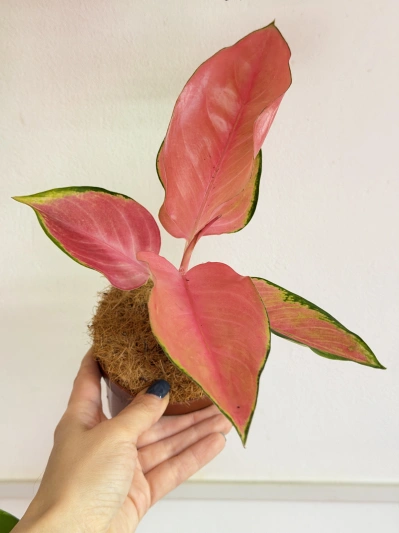 Aglaonema Flamingo - Img 4