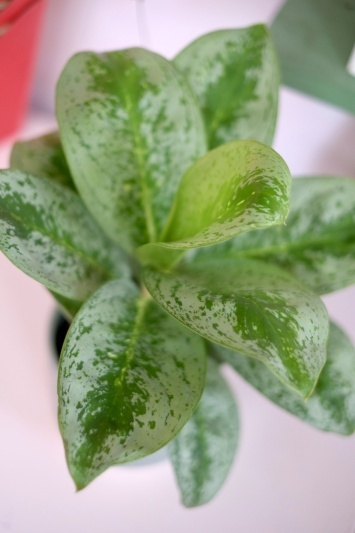 Aglaonema Lemon Mint - Img 4