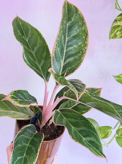 Aglaonema Light Pink Star