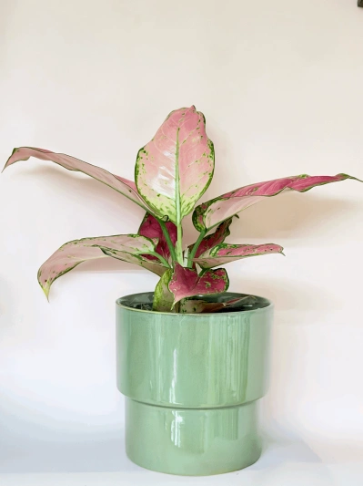 Aglaonema Pink Valentine - Img 5