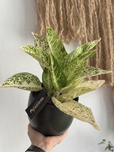 Aglaonema Polar Springtime - Img 3