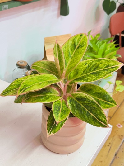 Aglaonema Salmon Fantasy - Img 3