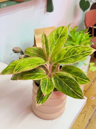 Aglaonema Salmon Fantasy - Img 3