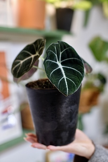 Alocasia Black Velvet